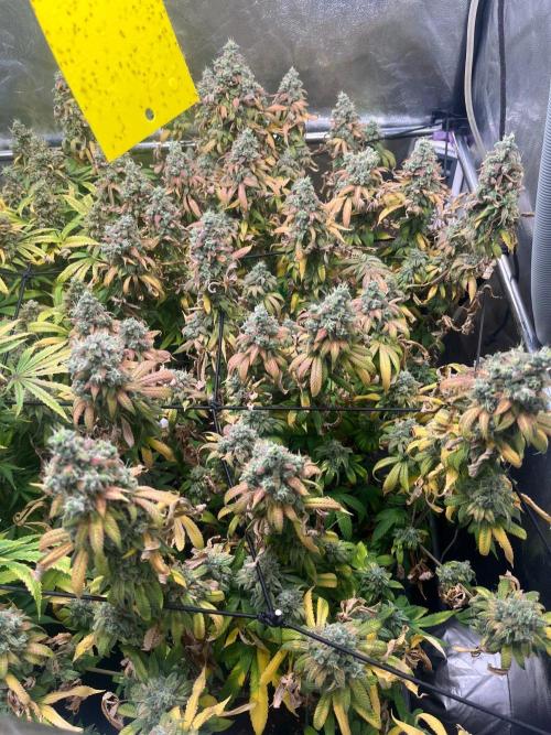 Silent B45. Week 14 - Final week after flushing