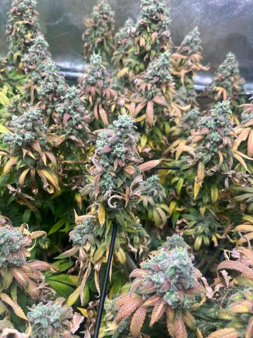Silent B45. Week 14 - Final week after flushing