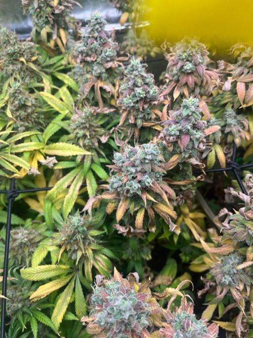 B-45 By BOOBA. Week 14