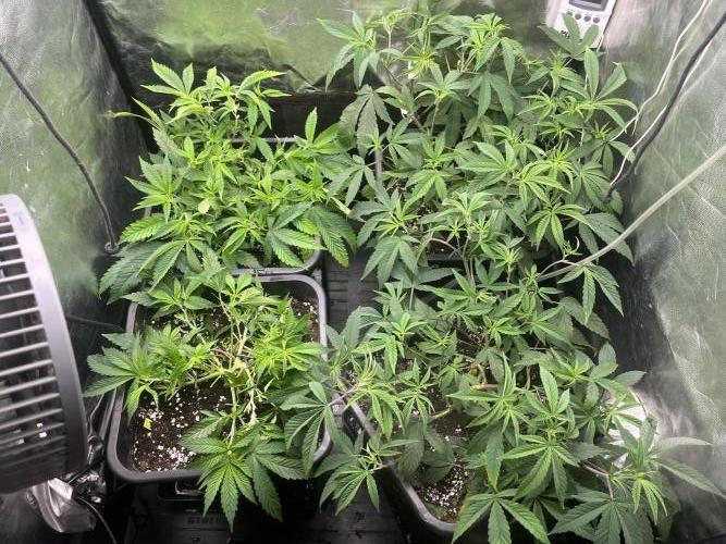 Bubblegum Gelato. Week 4 - Week 4