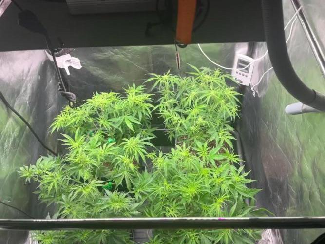 S.A.D (Sweet Afgani Delicious) Auto | Sweet Seeds