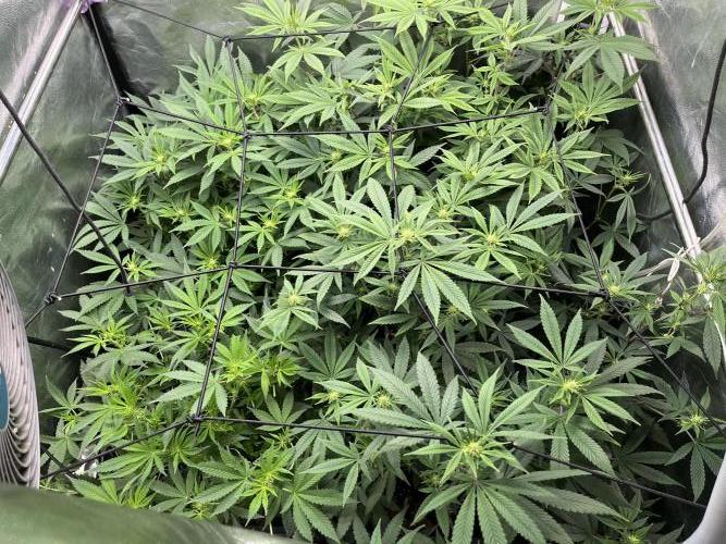 Bubblegum Gelato. Week 7 - Week 7