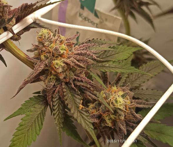 THC made BRD. Week 20