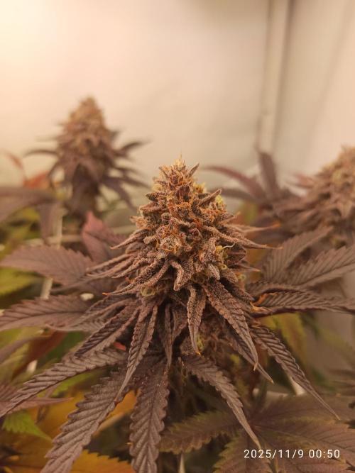 THC made BRD. Week 20