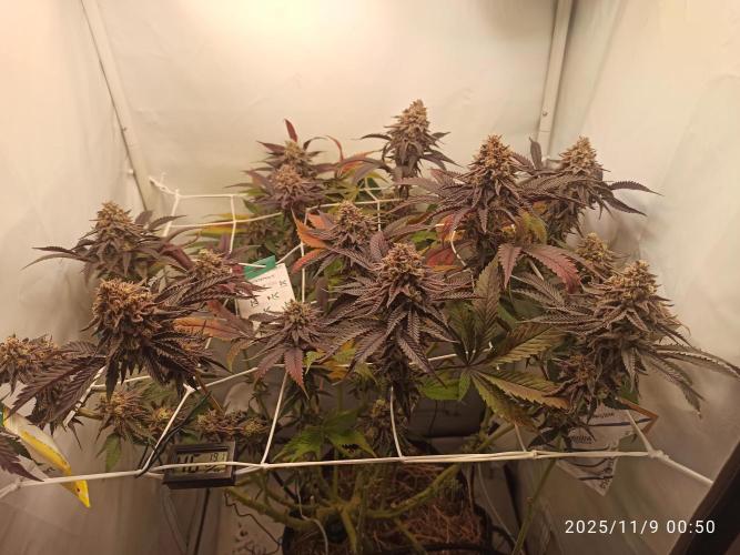 THC made BRD. Week 20