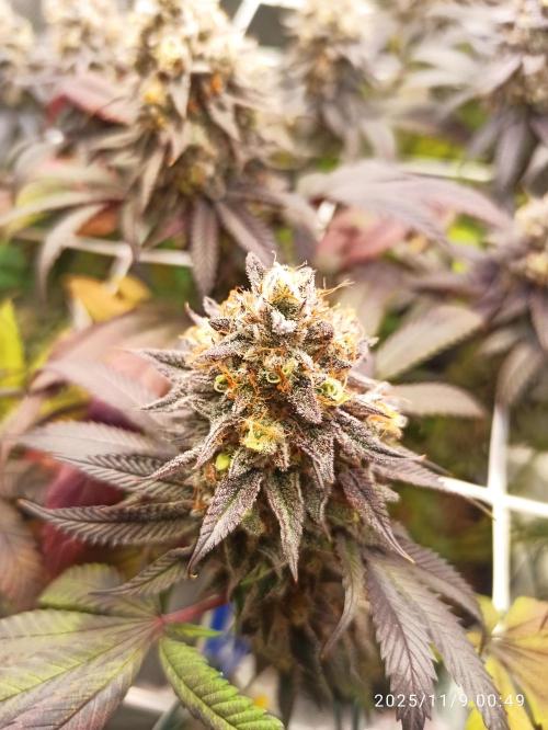 THC made BRD. Week 20