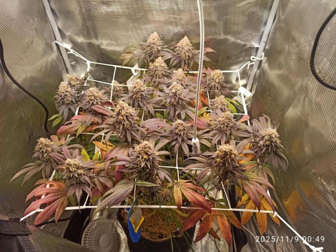 THC made BRD. Week 20