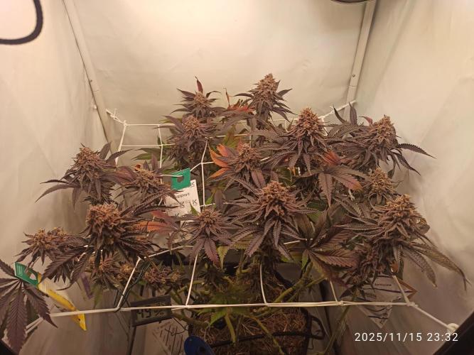 THC made BRD. Week 9