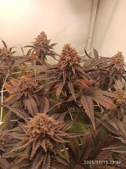 THC made BRD. Week 9