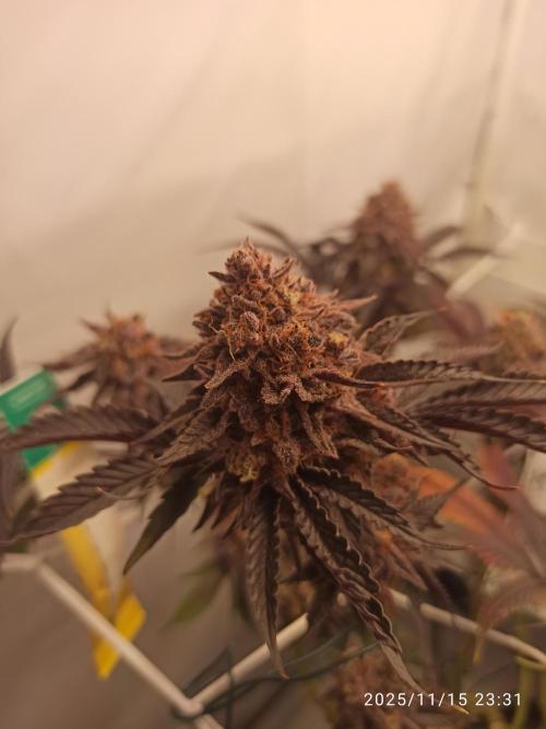 THC made BRD. Week 9