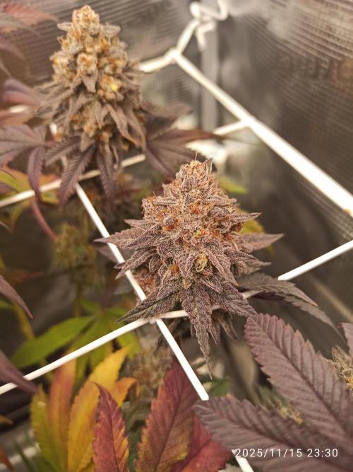 THC made BRD. Week 9