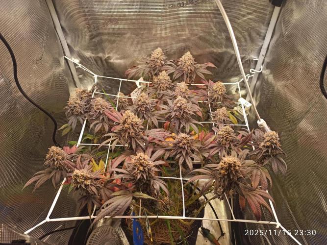 THC made BRD. Week 9