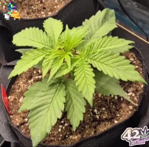 3. Grow Germany | Fast Buds & Sweet Seeds