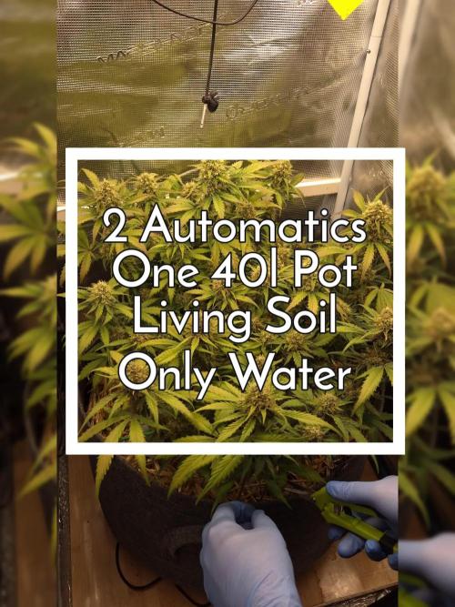 First Living Soil Run | Only Water