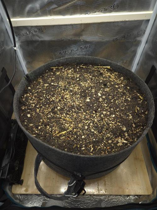 SweetSeeds / Living Soil / Only Water. Week 0