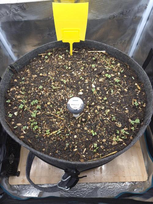 SweetSeeds / Living Soil / Only Water. Week 0