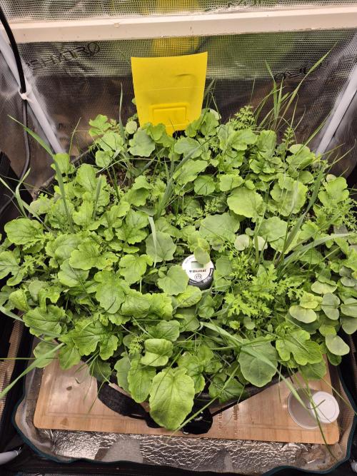 SweetSeeds / Living Soil / Only Water. Week 0