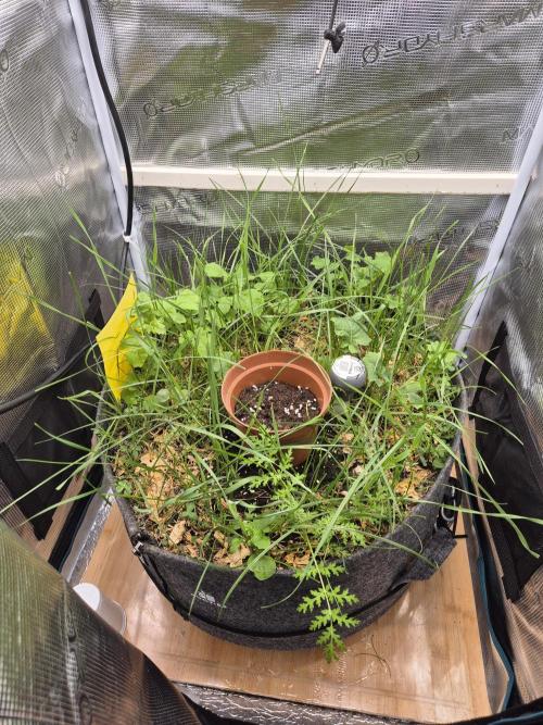 SweetSeeds / Living Soil / Only Water. Week 0