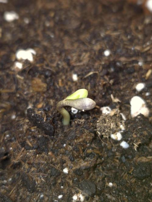 SweetSeeds / Living Soil / Only Water. Week 0
