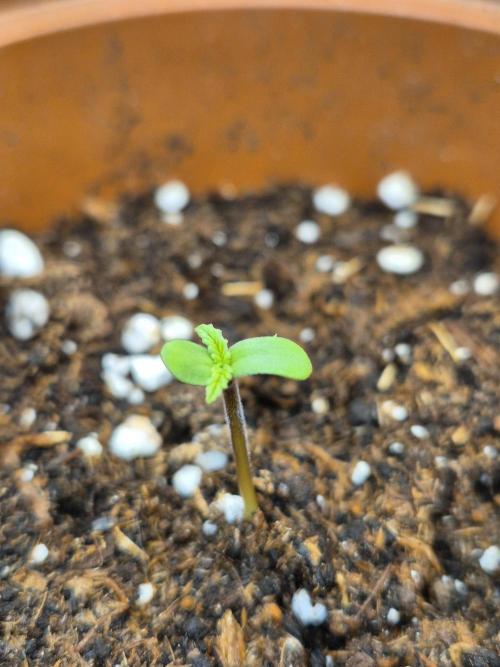 SweetSeeds / Living Soil / Only Water. Week 0