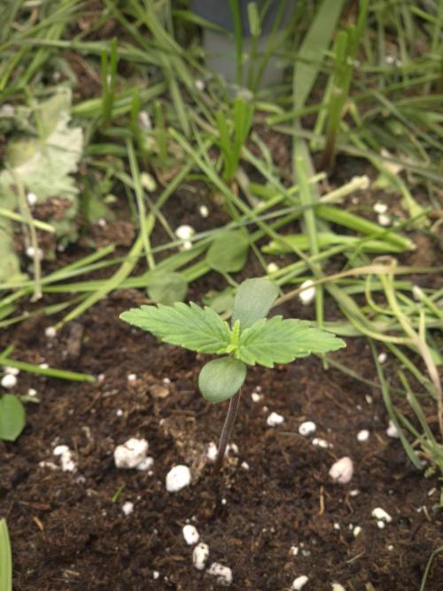 SweetSeeds / Living Soil / Only Water. Week 0