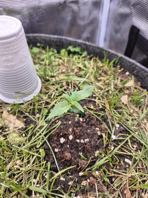 SweetSeeds / Living Soil / Only Water. Week 4