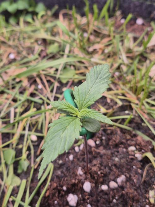 SweetSeeds / Living Soil / Only Water. Week 4