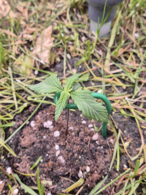 SweetSeeds / Living Soil / Only Water. Week 4