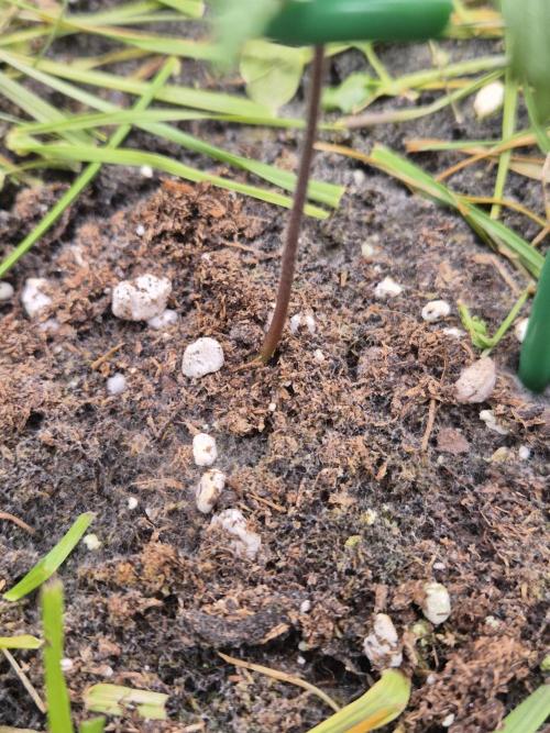 SweetSeeds / Living Soil / Only Water. Week 4