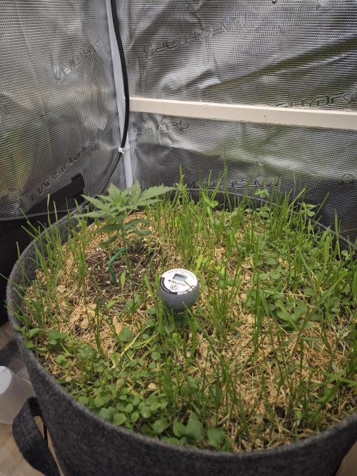 SweetSeeds / Living Soil / Only Water. Week 4