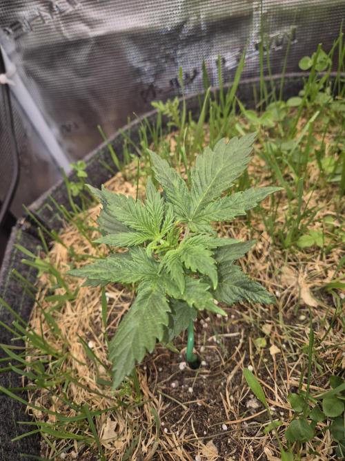 SweetSeeds / Living Soil / Only Water. Week 4