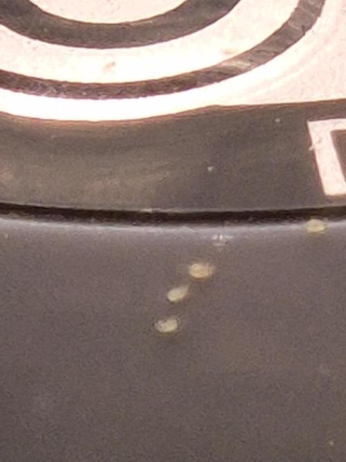 SweetSeeds / Living Soil / Only Water. Week 4