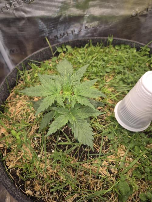 SweetSeeds / Living Soil / Only Water. Week 4