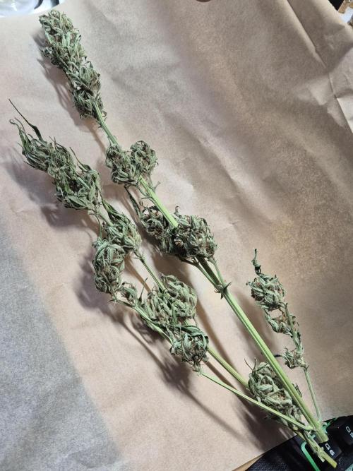 First Balcony Run | Zero Maintenance. Week 11