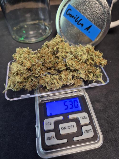 First Balcony Run | Zero Maintenance. Week 11