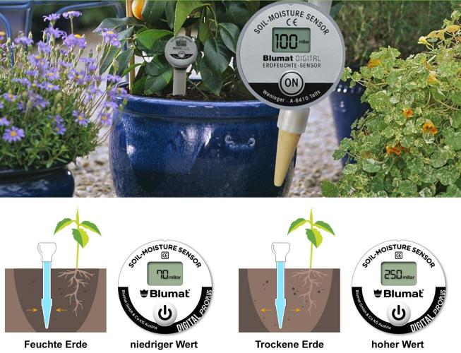 SweetSeeds / Living Soil / Only Water. Week 0