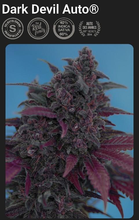 SweetSeeds / Living Soil / Only Water. Week 0