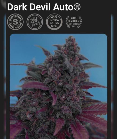 SweetSeeds / Living Soil / Only Water