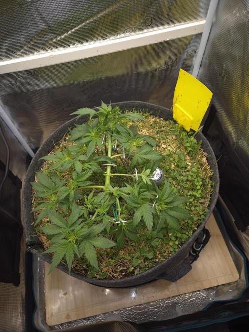 SweetSeeds / Living Soil / Only Water. Week 8