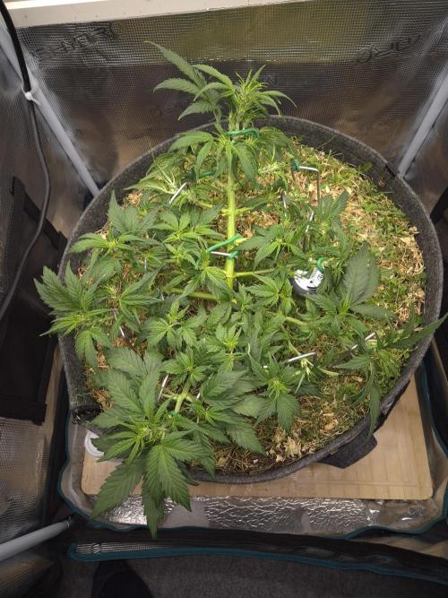 SweetSeeds / Living Soil / Only Water. Week 8