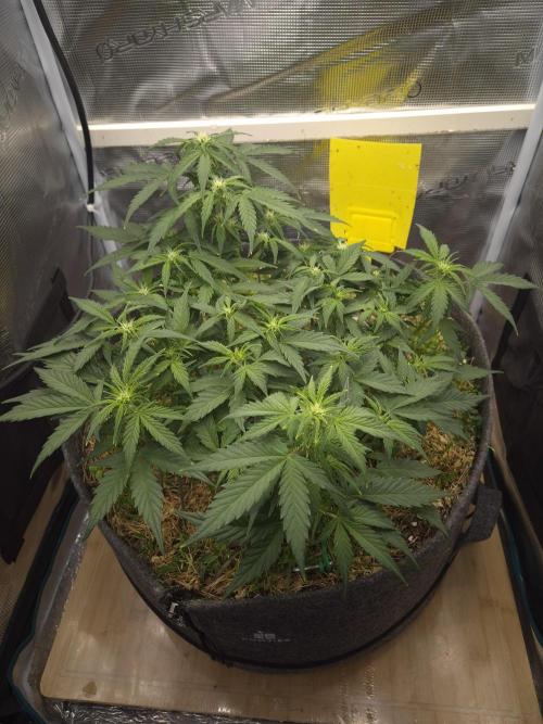 SweetSeeds / Living Soil / Only Water. Week 8