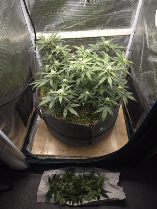 SweetSeeds / Living Soil / Only Water. Week 8