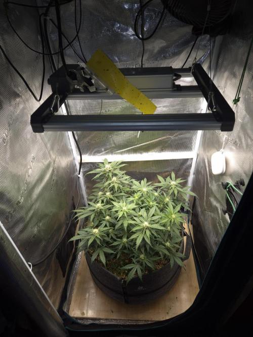 SweetSeeds / Living Soil / Only Water. Week 8