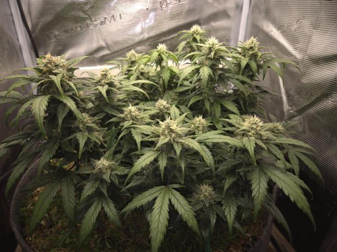 SweetSeeds / Living Soil / Only Water. Week 8