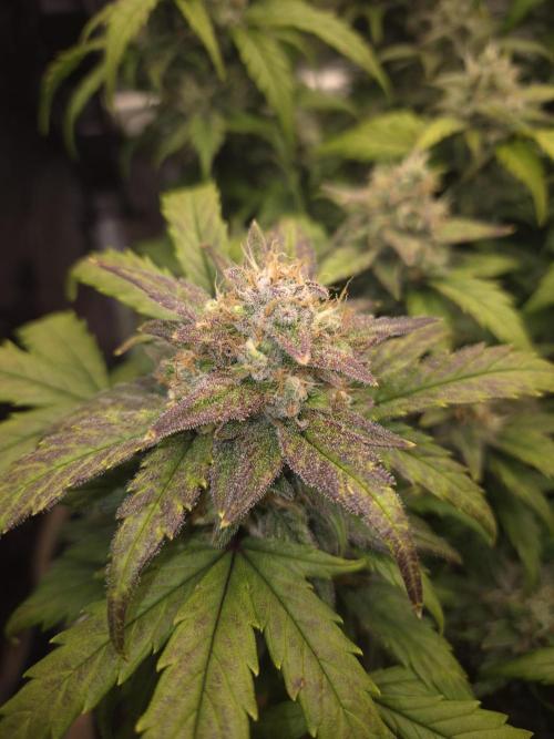 SweetSeeds / Living Soil / Only Water. Week 8