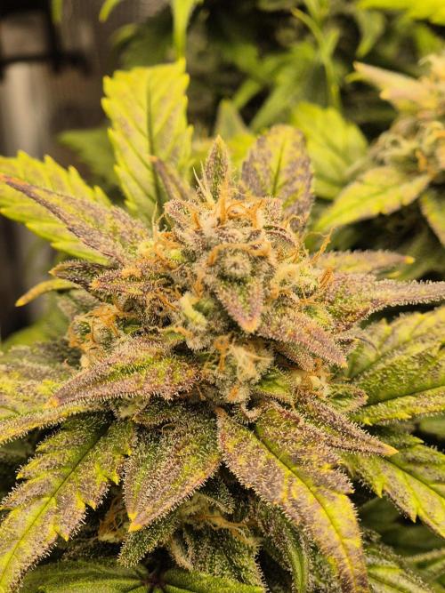 SweetSeeds / Living Soil / Only Water. Week 8