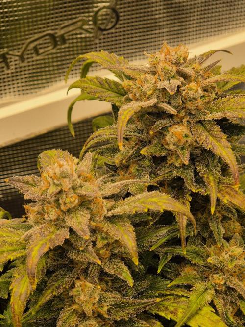 SweetSeeds / Living Soil / Only Water. Week 8