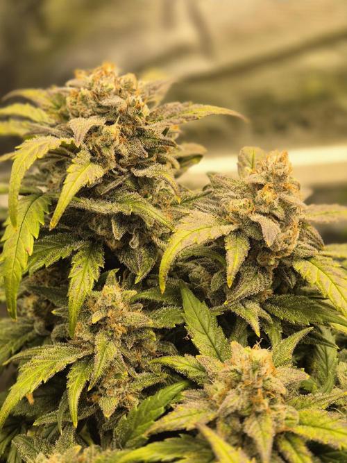 SweetSeeds / Living Soil / Only Water. Week 8