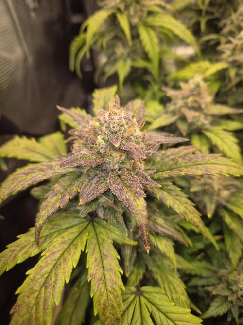 SweetSeeds / Living Soil / Only Water. Week 8