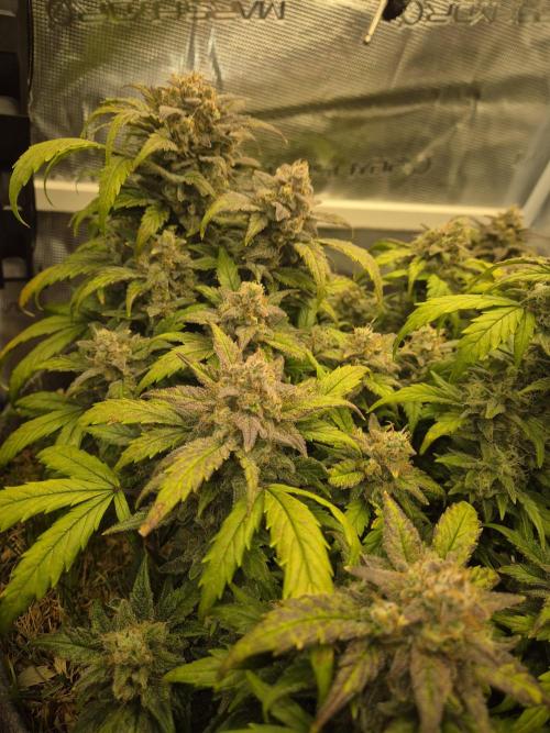 SweetSeeds / Living Soil / Only Water. Week 8